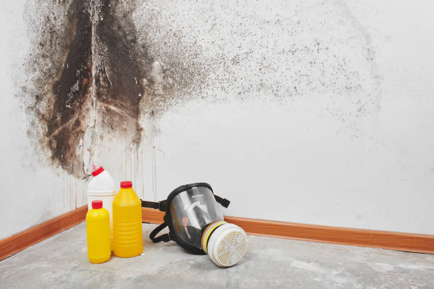 Best Mold Damage Repair  in Fisher, IL