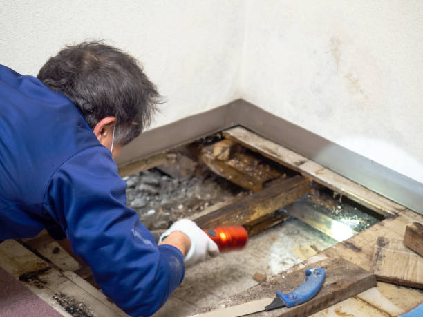 Best Fast Mold Removal  in Fisher, IL