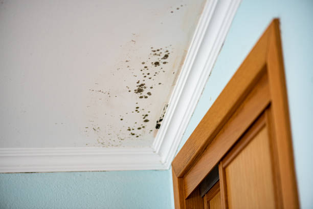 Trusted Fisher, IL Mold Removal Experts