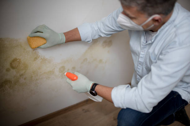 Crawl Space Mold Removal in Fisher, IL