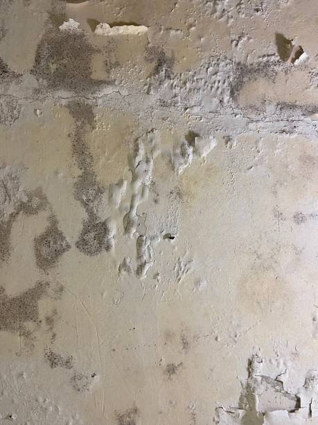 Best Emergency Mold Removal  in Fisher, IL