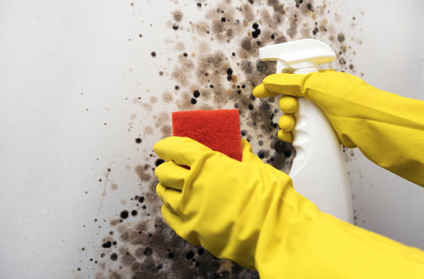 Best Residential Mold Removal  in Fisher, IL