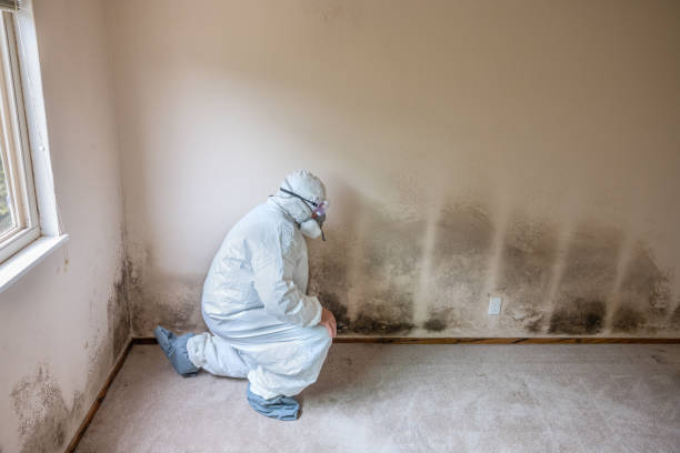 Best Mold Remediation  in Fisher, IL