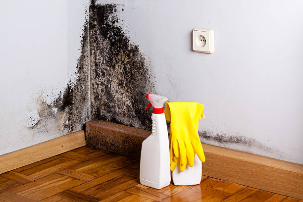 Best Mold Removal Company Near Me  in Fisher, IL