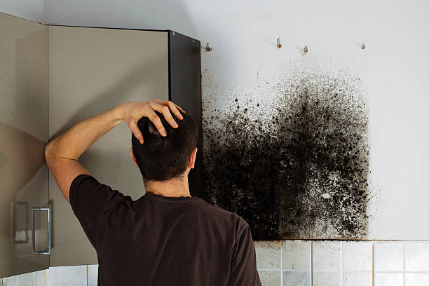 Best Certified Mold Removal  in Fisher, IL